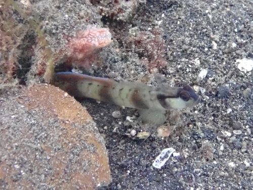 Amblyeleotris gymnocephala observed 2026-08-13