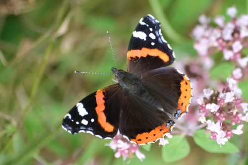 Red Admiral