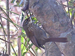 Syndactyla rufosuperciliata