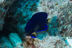Centropyge fisheri