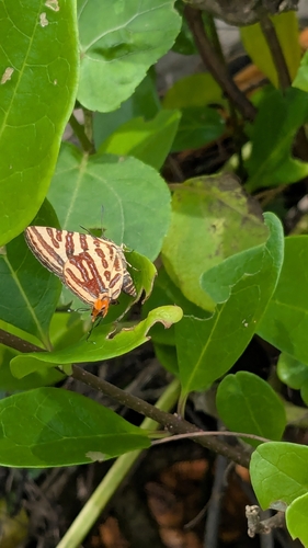 Long-banded Silverline