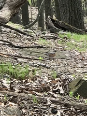 Turdus migratorius