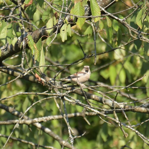 Hawfinch