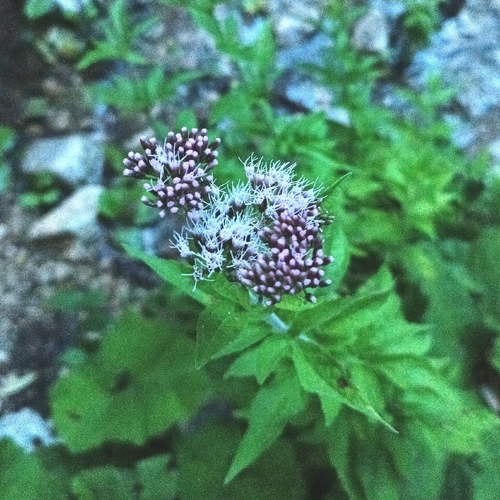 hemp agrimony