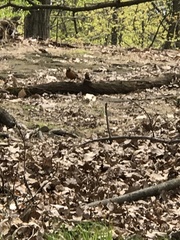 Turdus migratorius