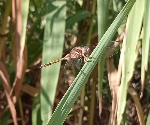 Epaulet Skimmer
