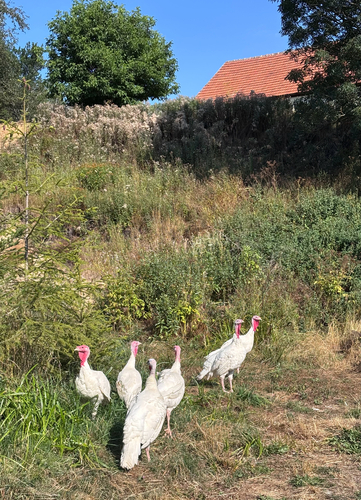 Domestic Turkey