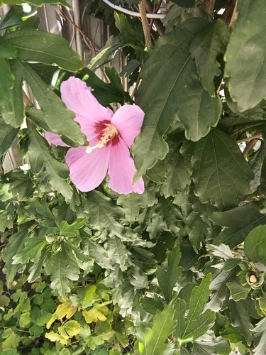 common hibiscus
