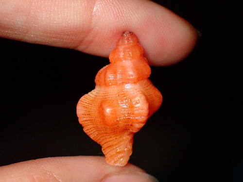 Chicoreus denudatus, 2026-07-29