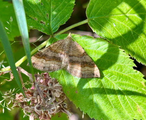 Shaded Broad-bar