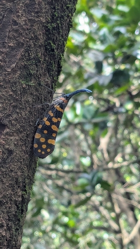 Pyrops delessertii