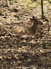 Odocoileus virginianus