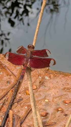Russet Percher