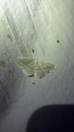 Pale Beauty