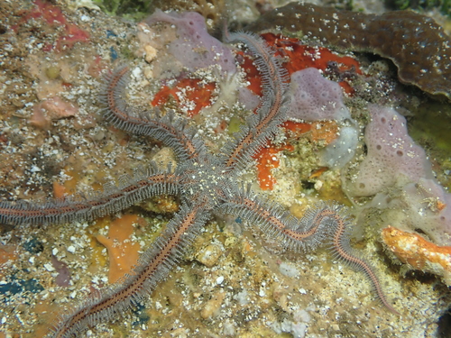 Ophiomastix annulosa observed 2026-08-14