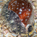 Calf Cowry - Photo (c) wonderers, some rights reserved (CC BY-NC)