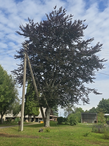 European beech