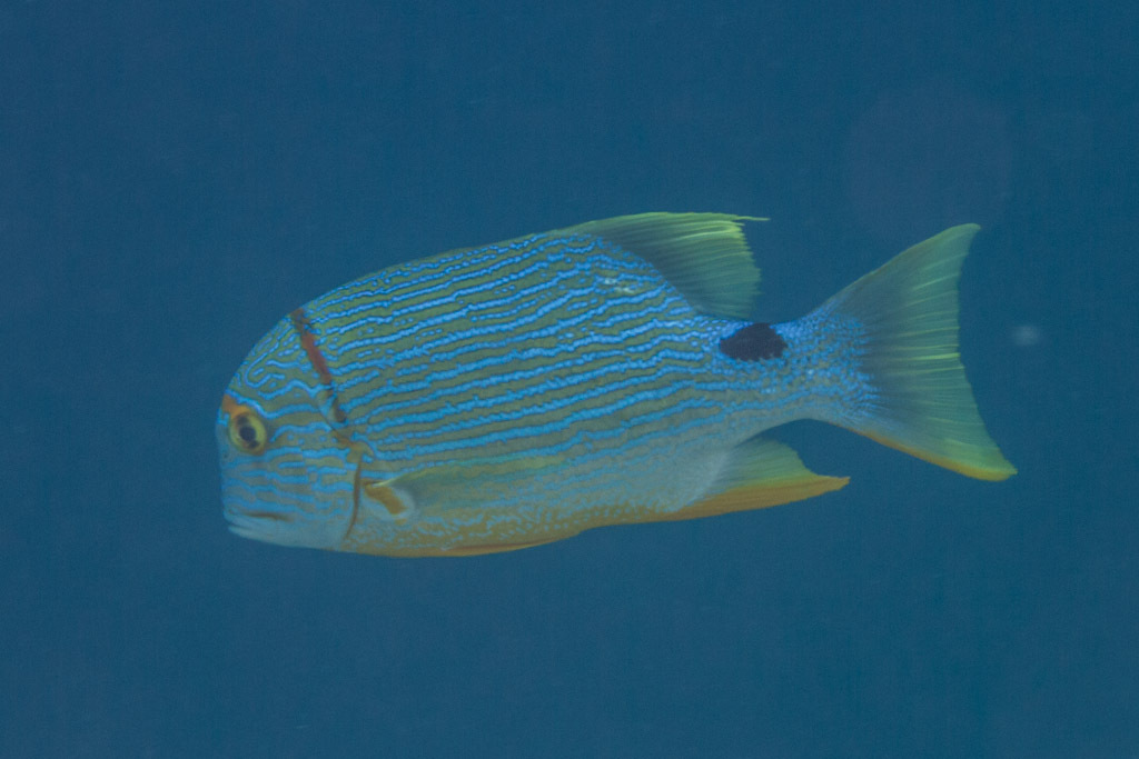 Symphorichthys
