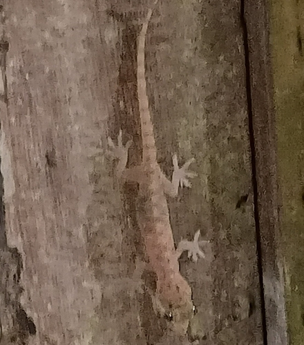 Spotted House Gecko
