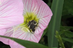 Trichiotinus texanus