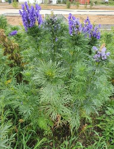 Aconitum kusnezoffii (Aconitum kusnezoffii)