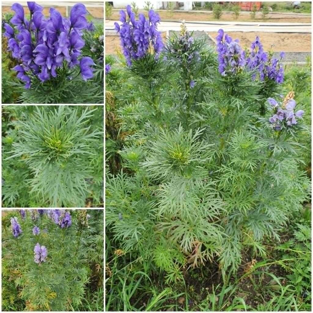 Aconitum kusnezoffii (Aconitum kusnezoffii)