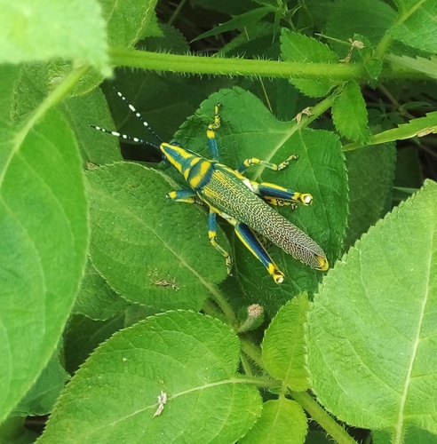 Painted Grasshopper