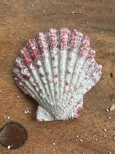 Gloripallium pallium observed 2026-08-14