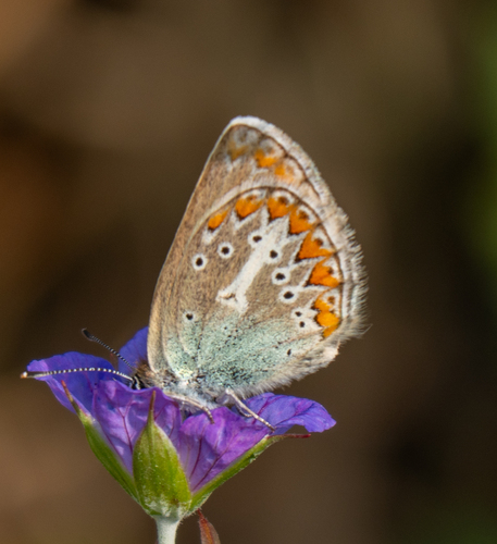 Geranium Argus