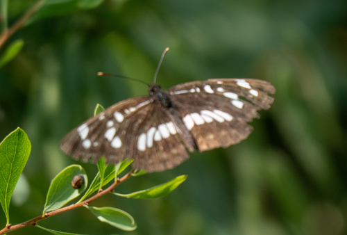 Hungarian Glider