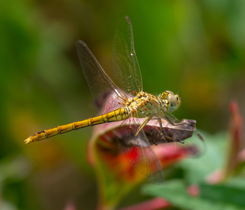 Southern Darter