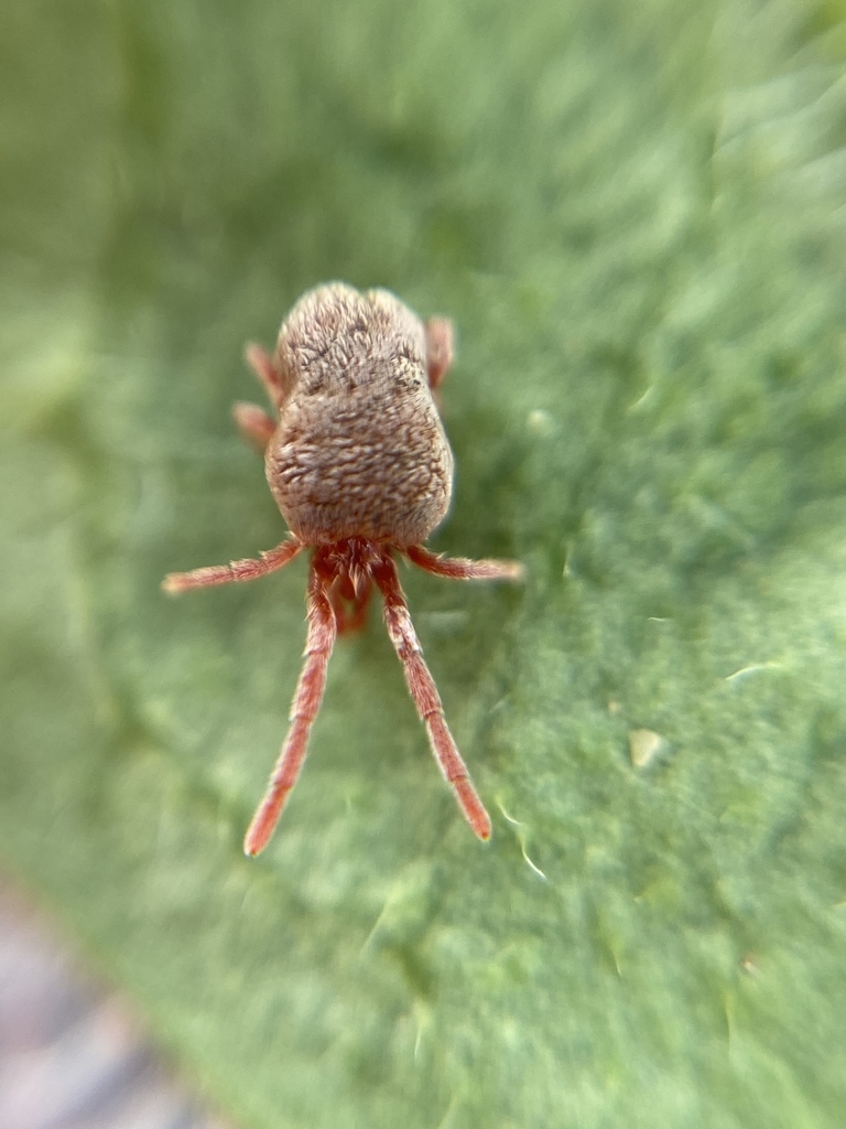 Allothrombium fuliginosum