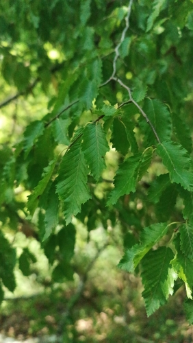 Eastern Hornbeam