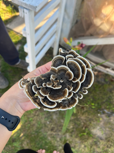 turkey-tail