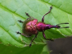 Rhynchites auratus