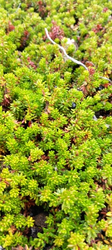 black crowberry