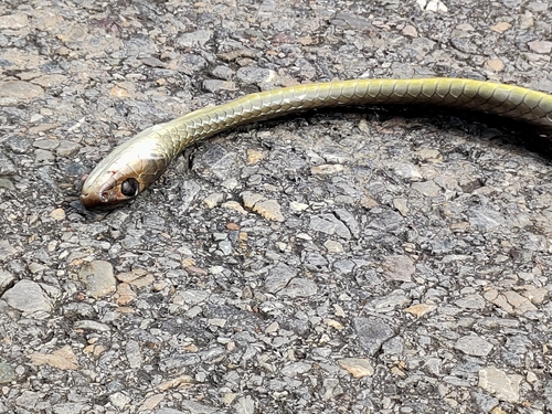 Indo-Chinese Rat Snake