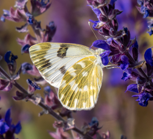 Eastern Bath White