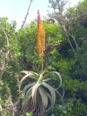 Aloe africana