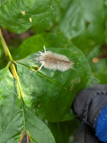 Banded Tussock Moth