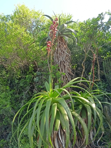 Aloe pluridens, photograph 1