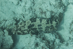 Epinephelus fuscoguttatus