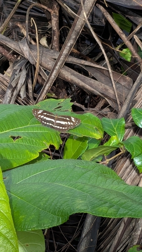 Common Sailer