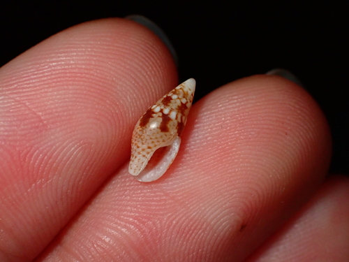Mitrella tayloriana observed 2026-07-29