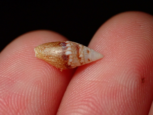 Mitrella tayloriana observed 2026-07-29