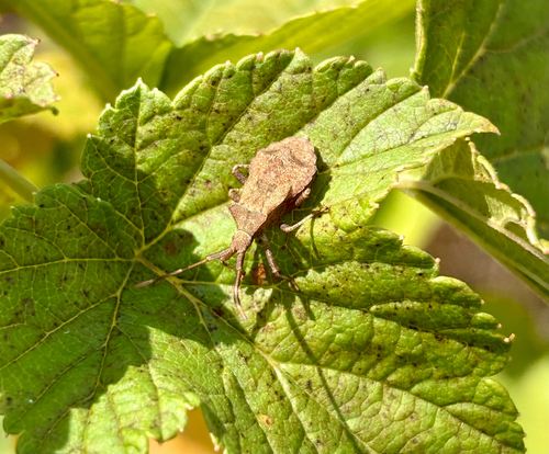 Dock Bug