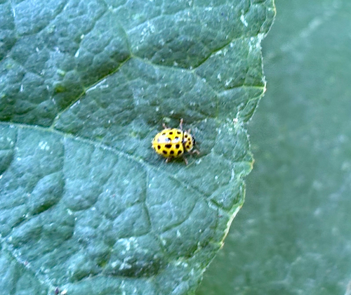 22-spot Ladybird