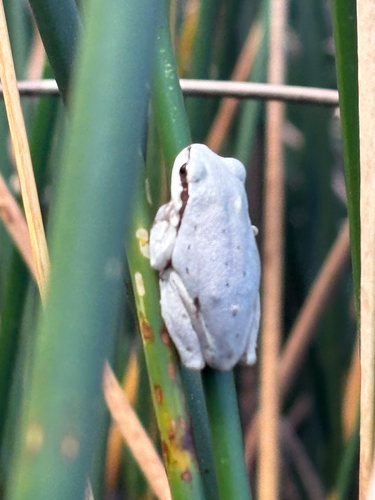 Eastern Tree Frog
