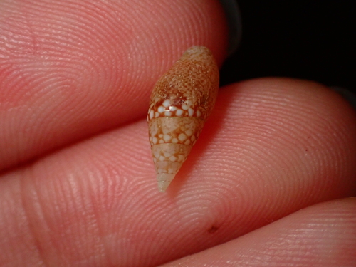 Mitrella tayloriana observed 2026-07-29