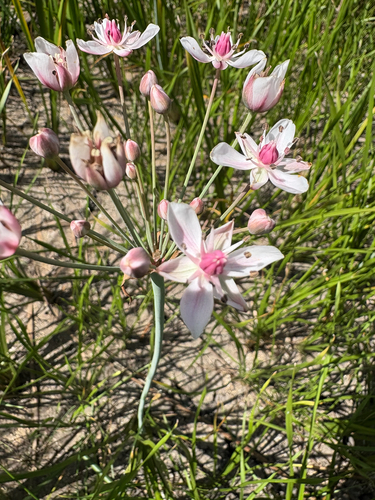 Flowering-rush